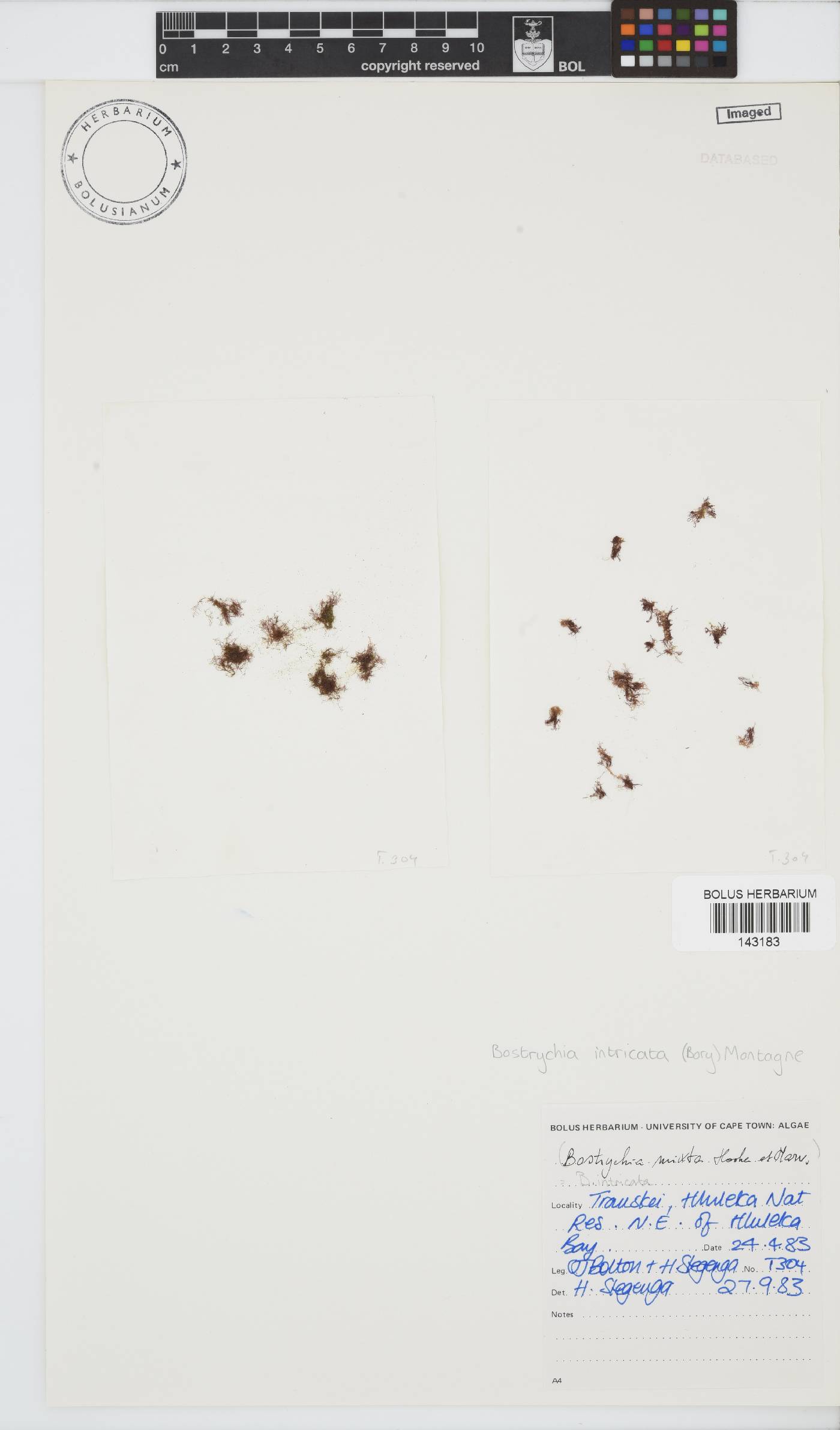 Bostrychia intricata image