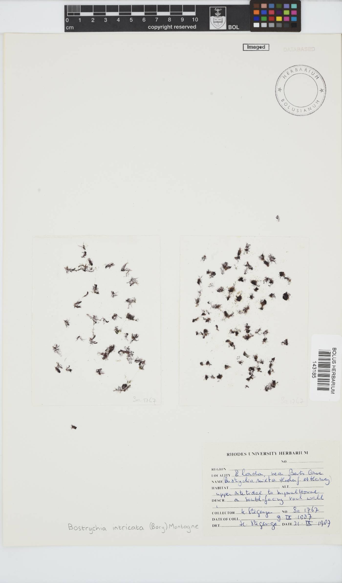 Bostrychia intricata image