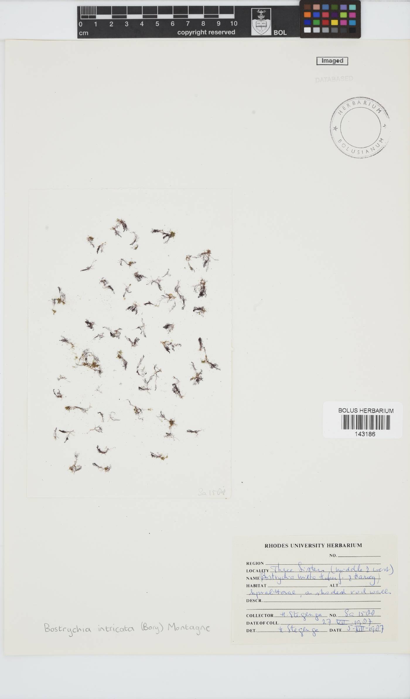 Bostrychia intricata image