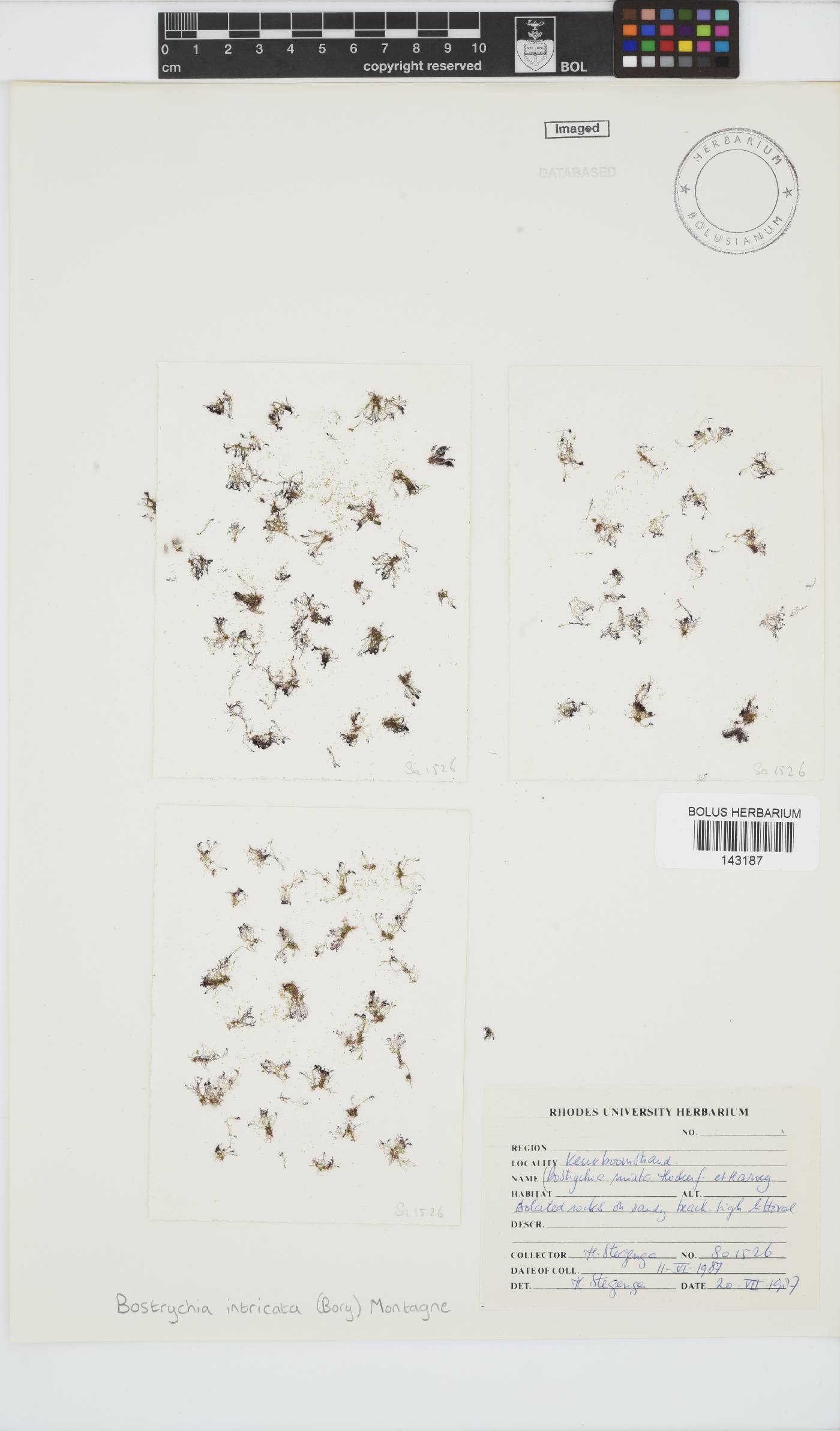 Bostrychia intricata image