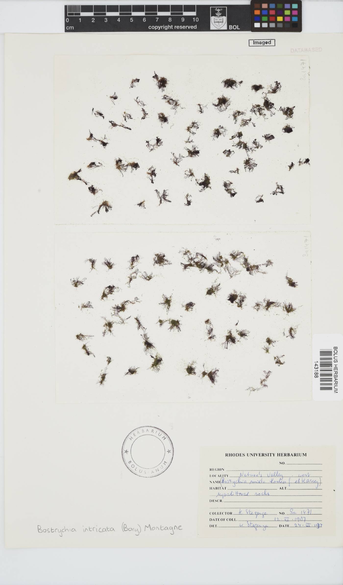 Bostrychia intricata image