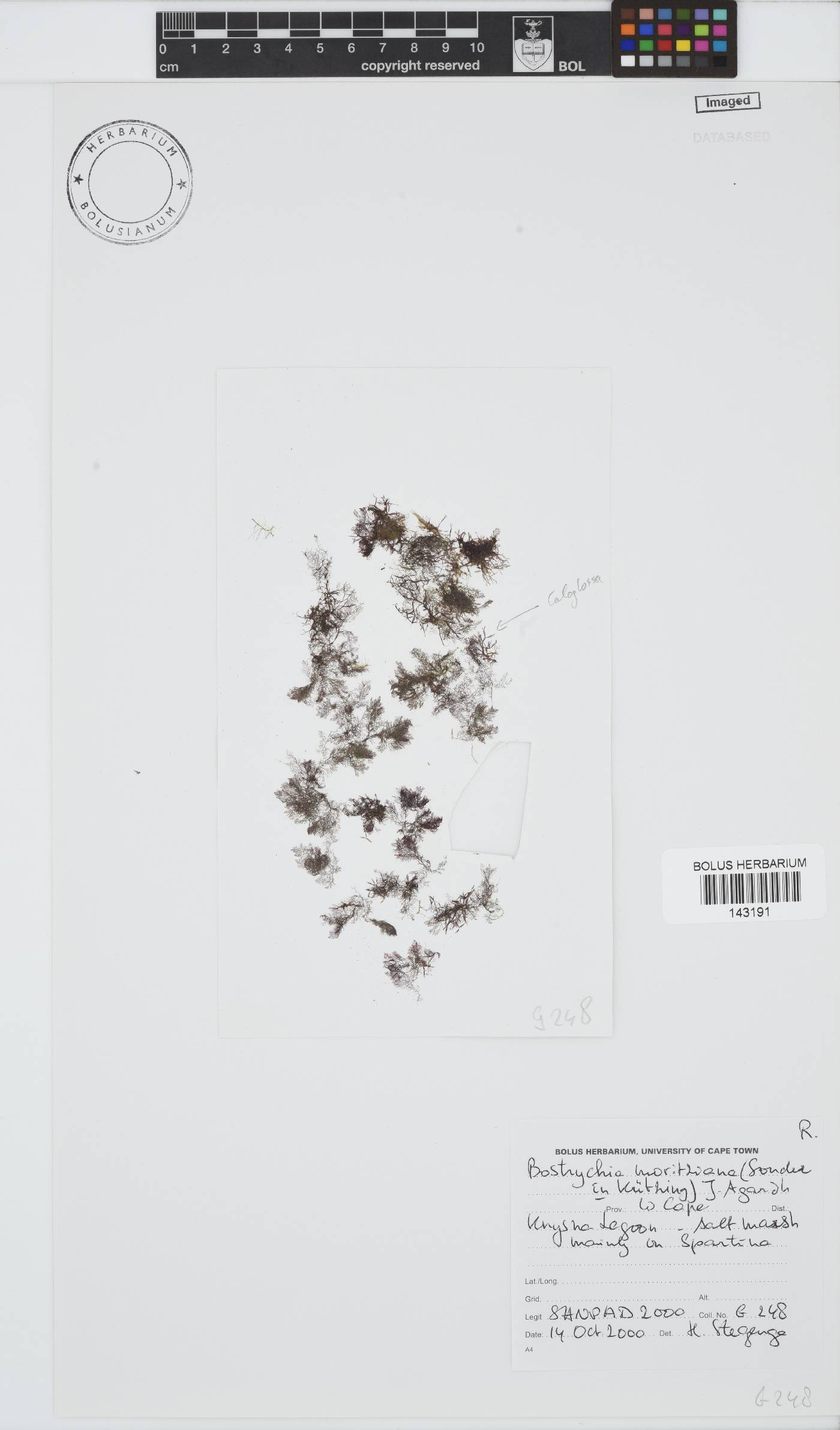 Bostrychia moritziana image