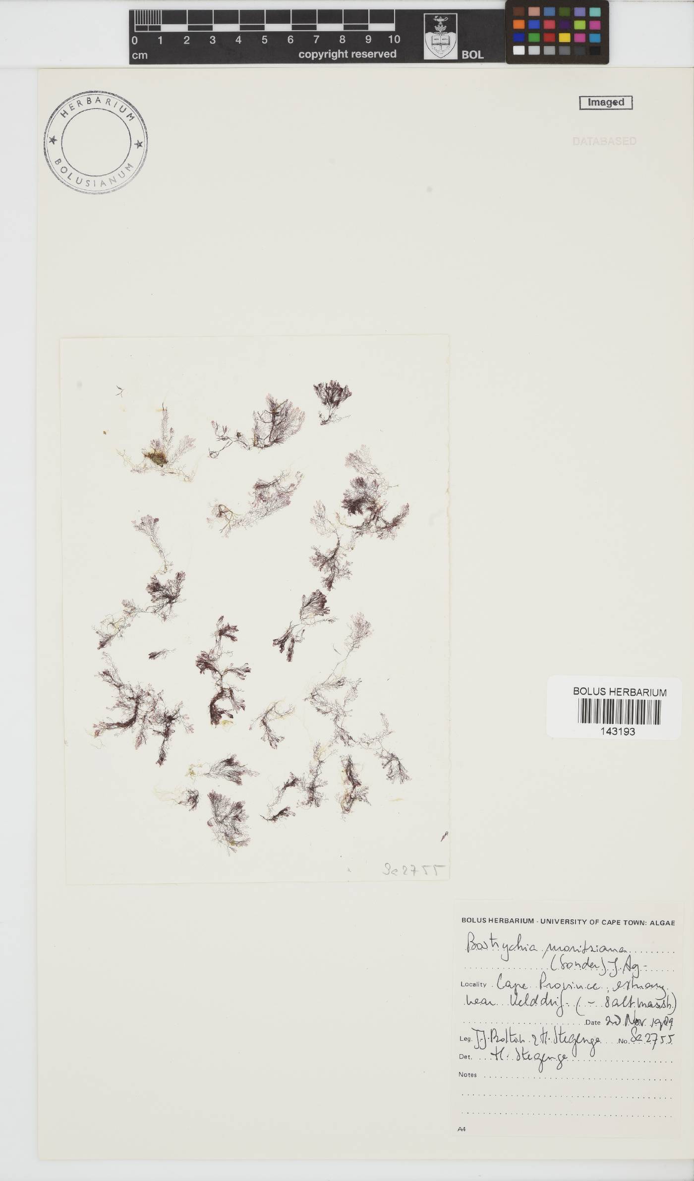 Bostrychia moritziana image