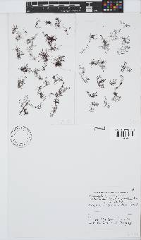 Image of Bostrychia scorpioides