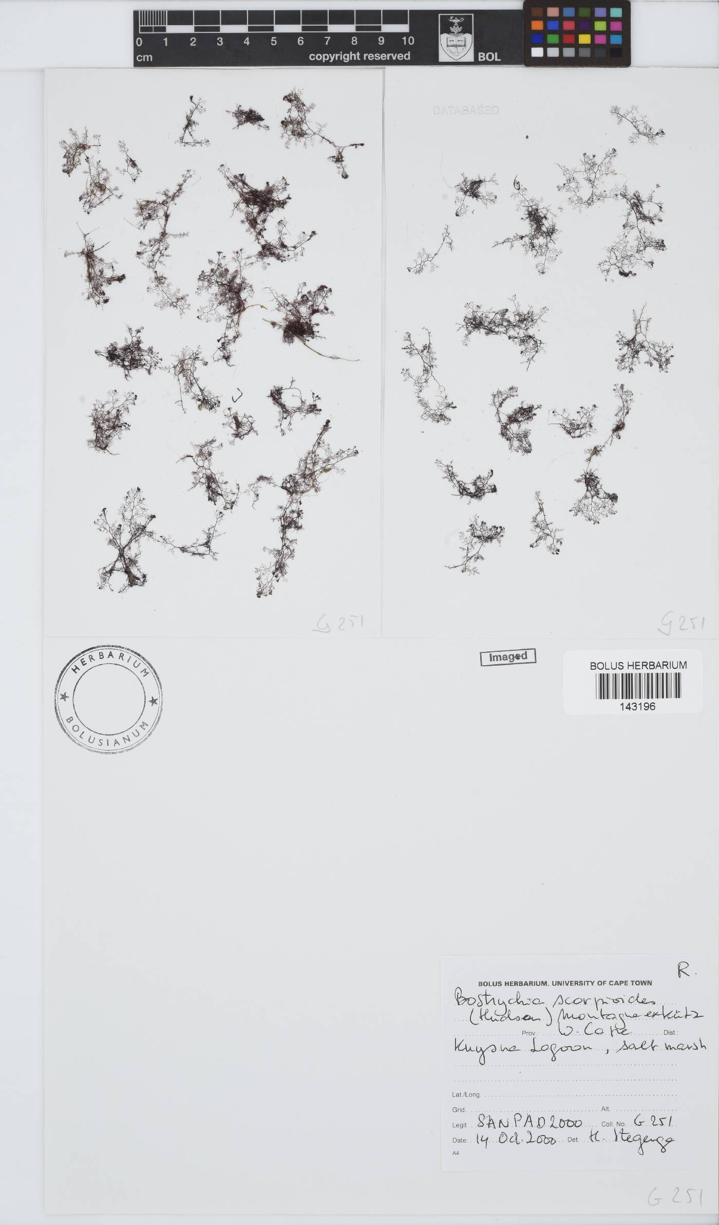 Bostrychia scorpioides image