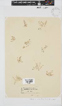 Bostrychia scorpioides image
