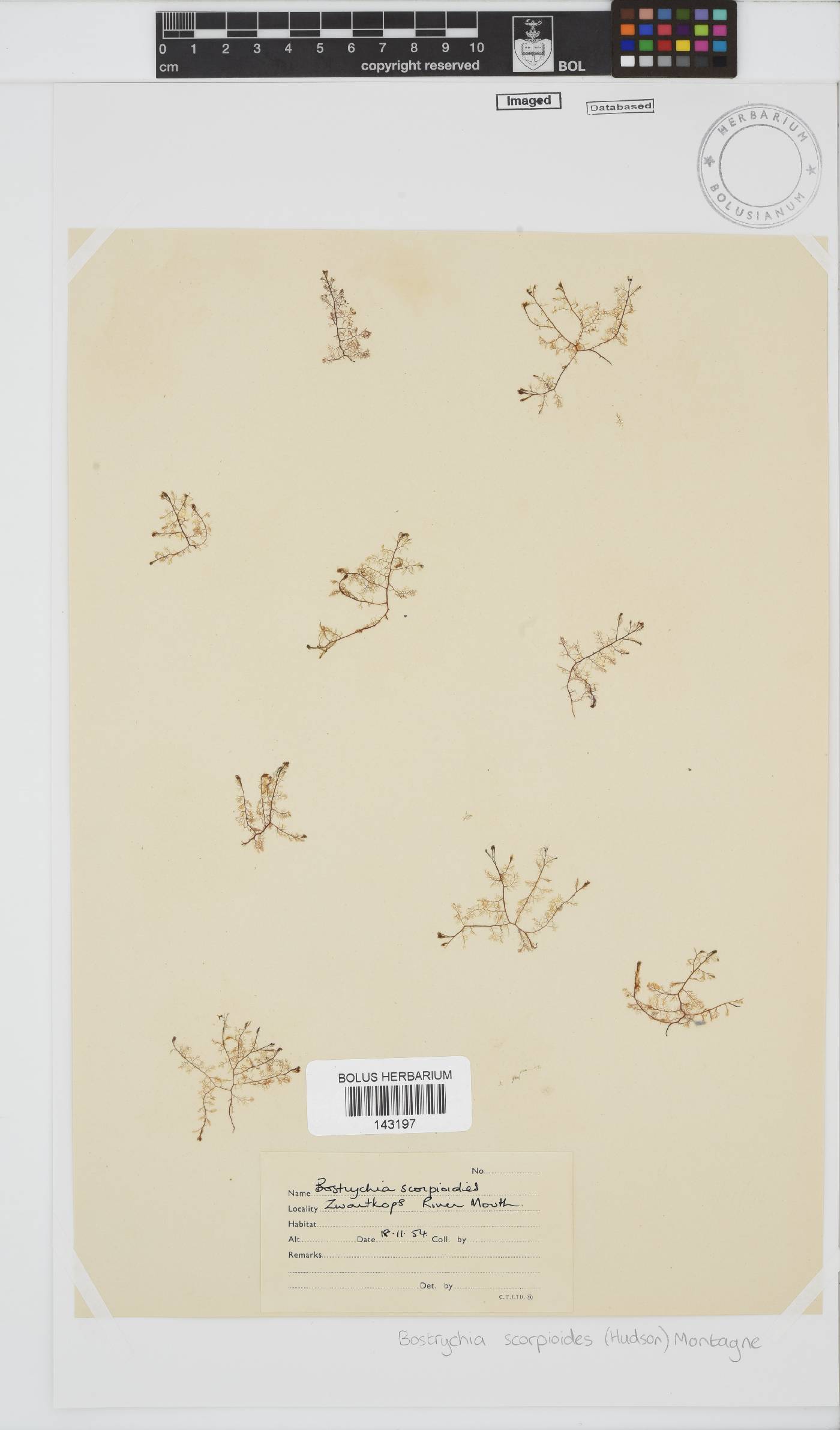 Bostrychia scorpioides image
