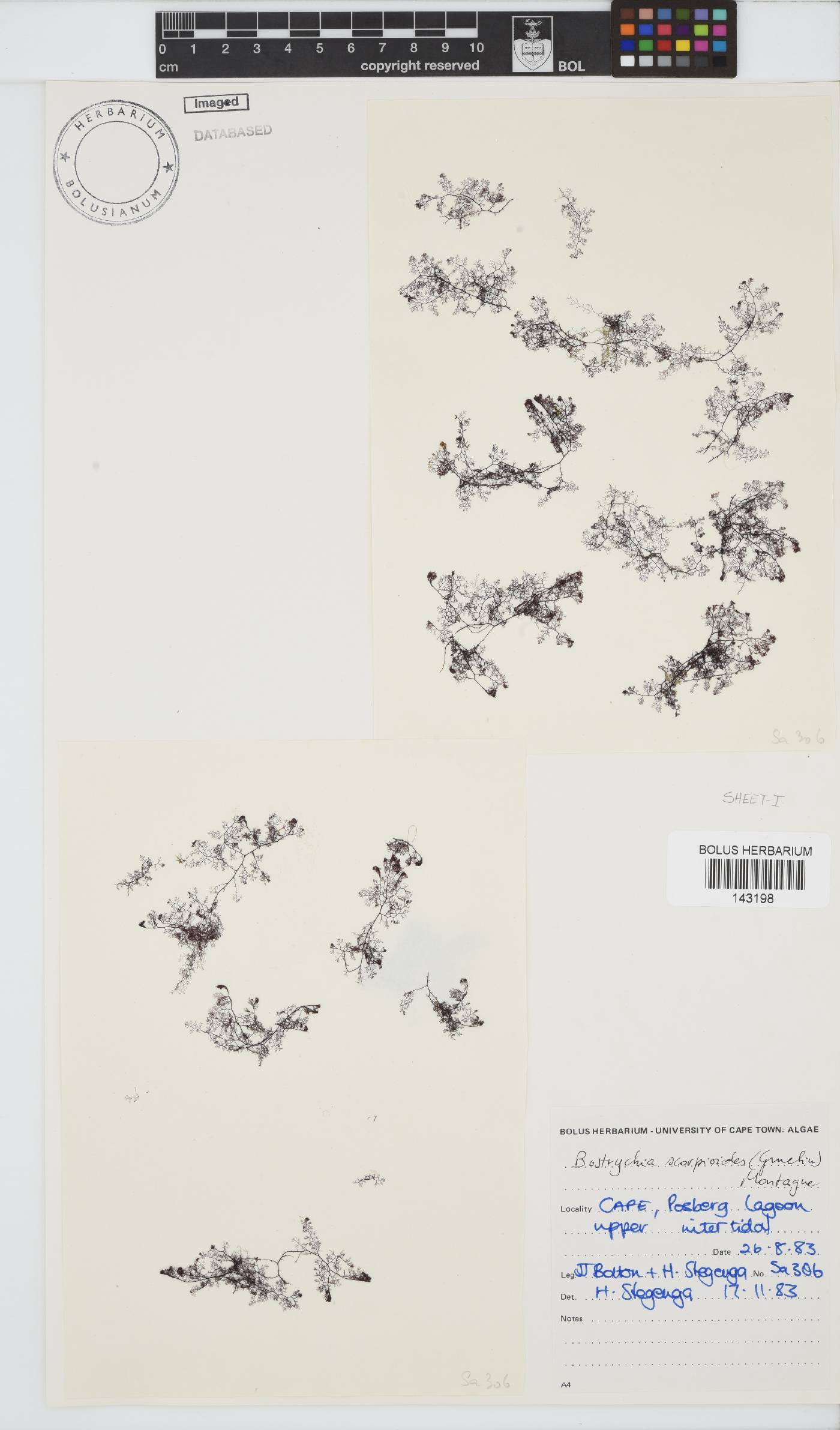 Bostrychia scorpioides image