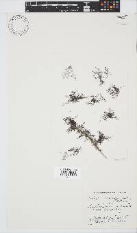 Bostrychia scorpioides image
