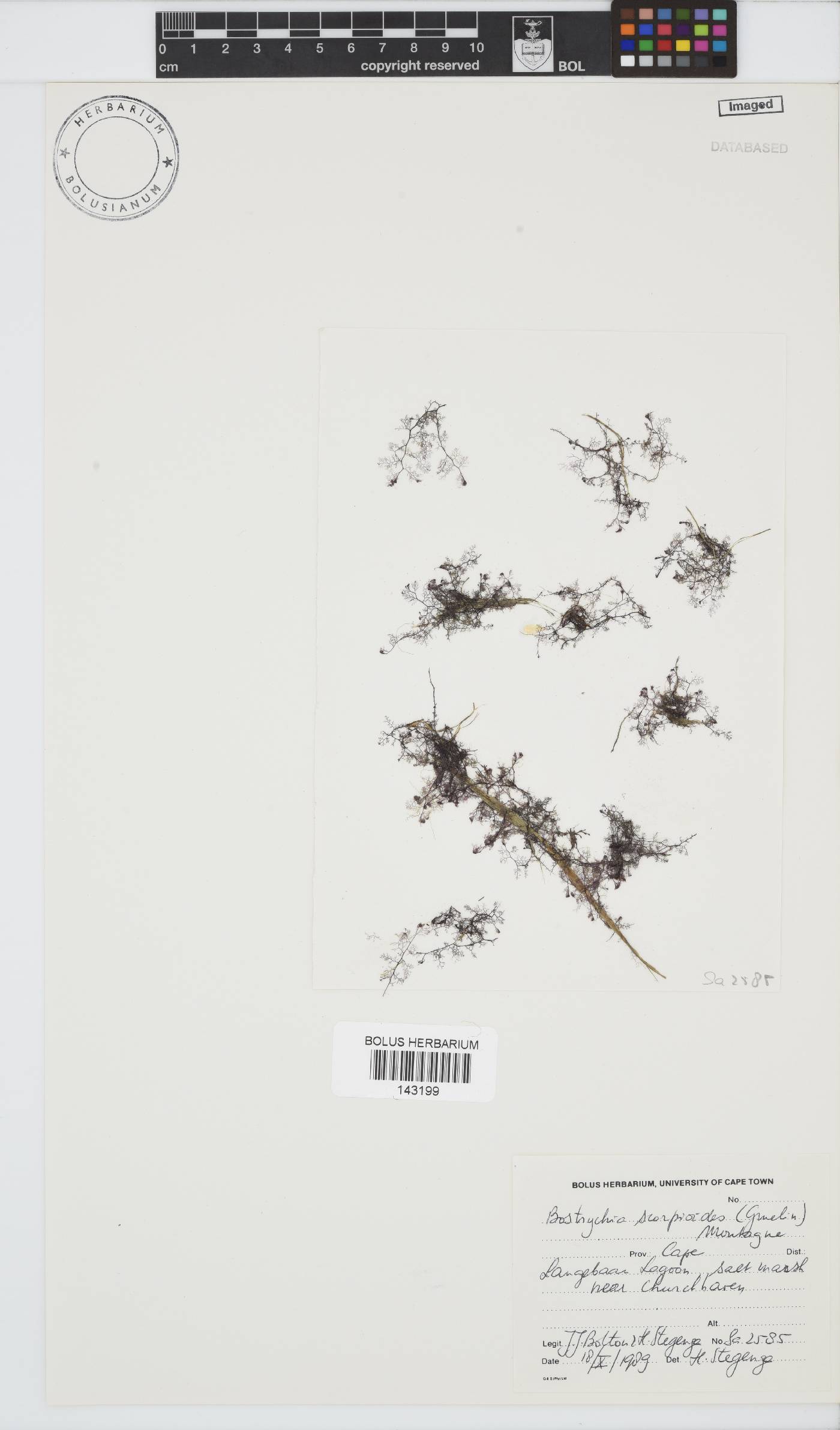 Bostrychia scorpioides image
