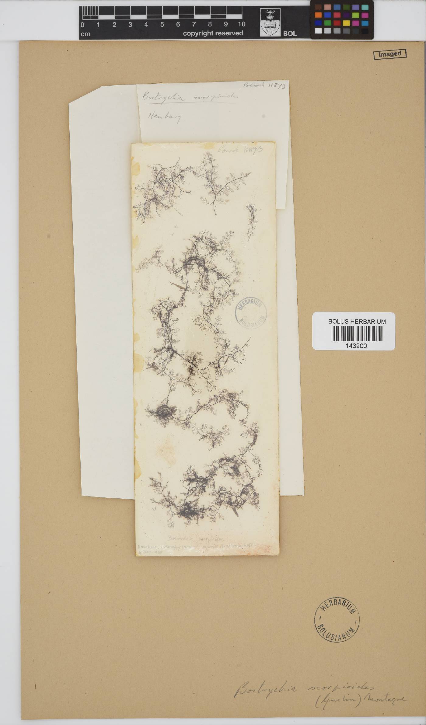 Bostrychia scorpioides image