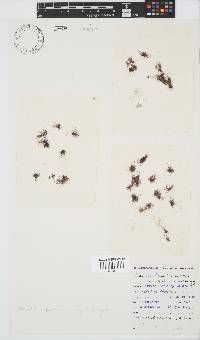Image of Bostrychia simpliciuscula