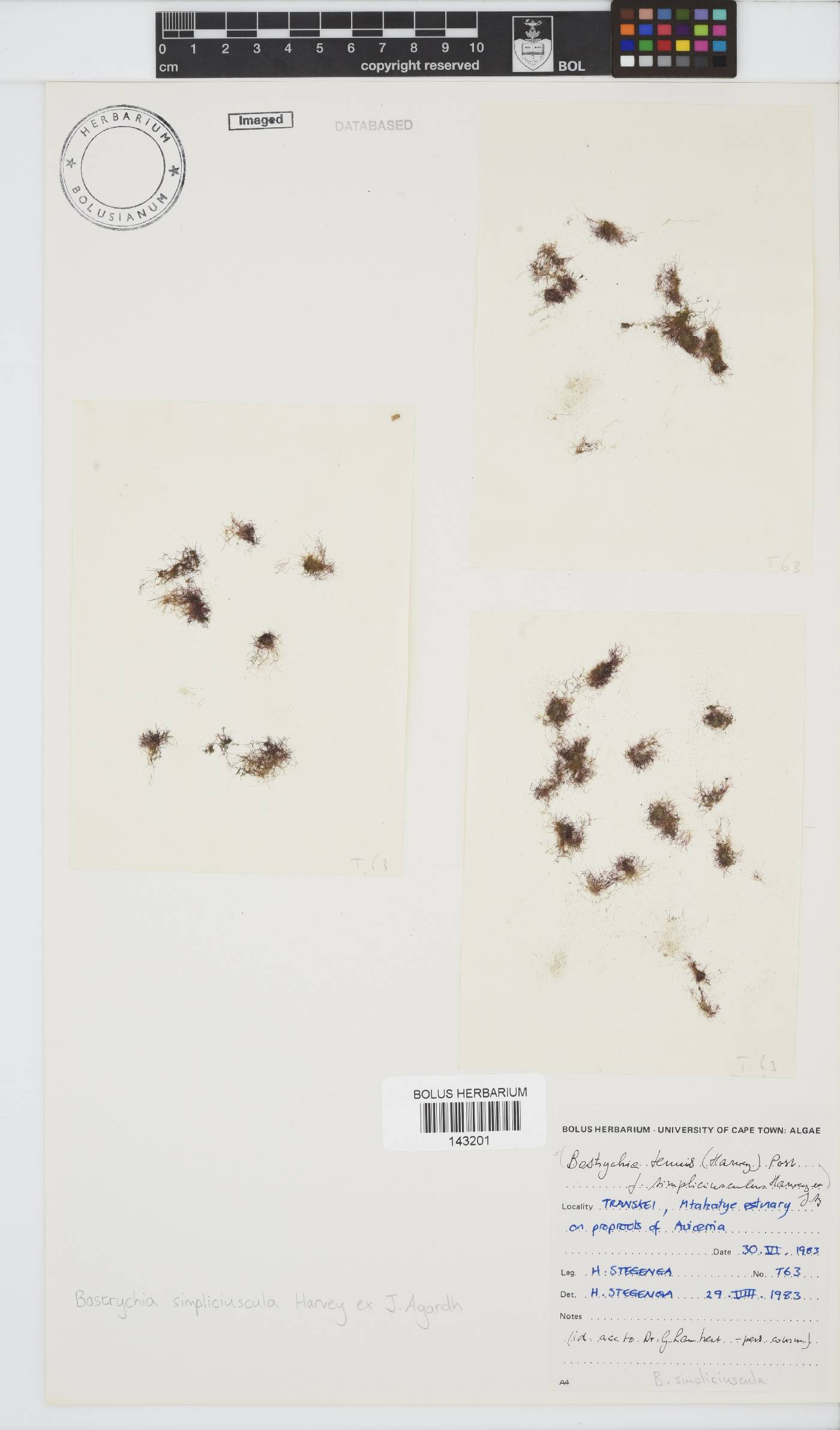 Bostrychia simpliciuscula image