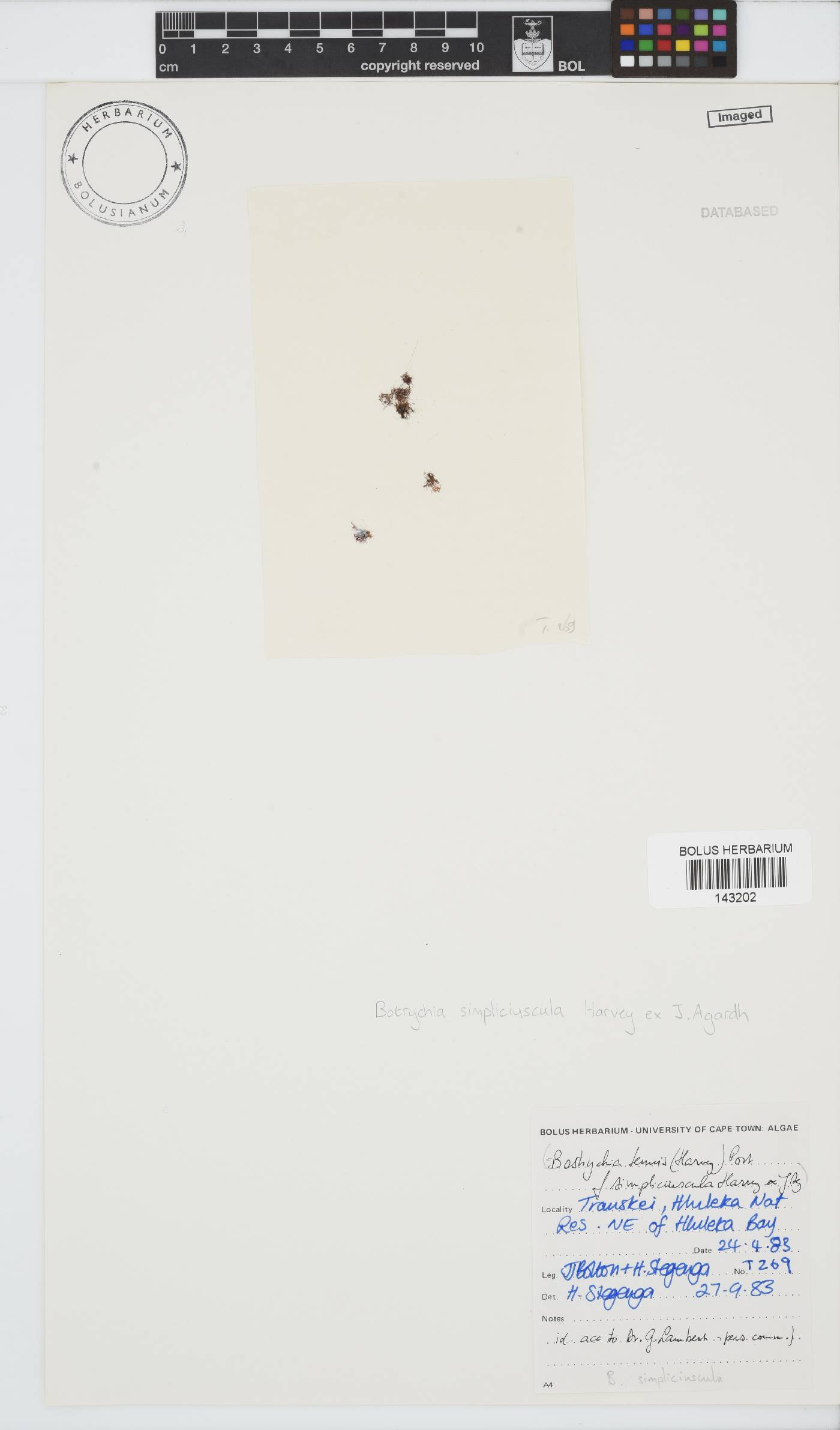 Bostrychia simpliciuscula image