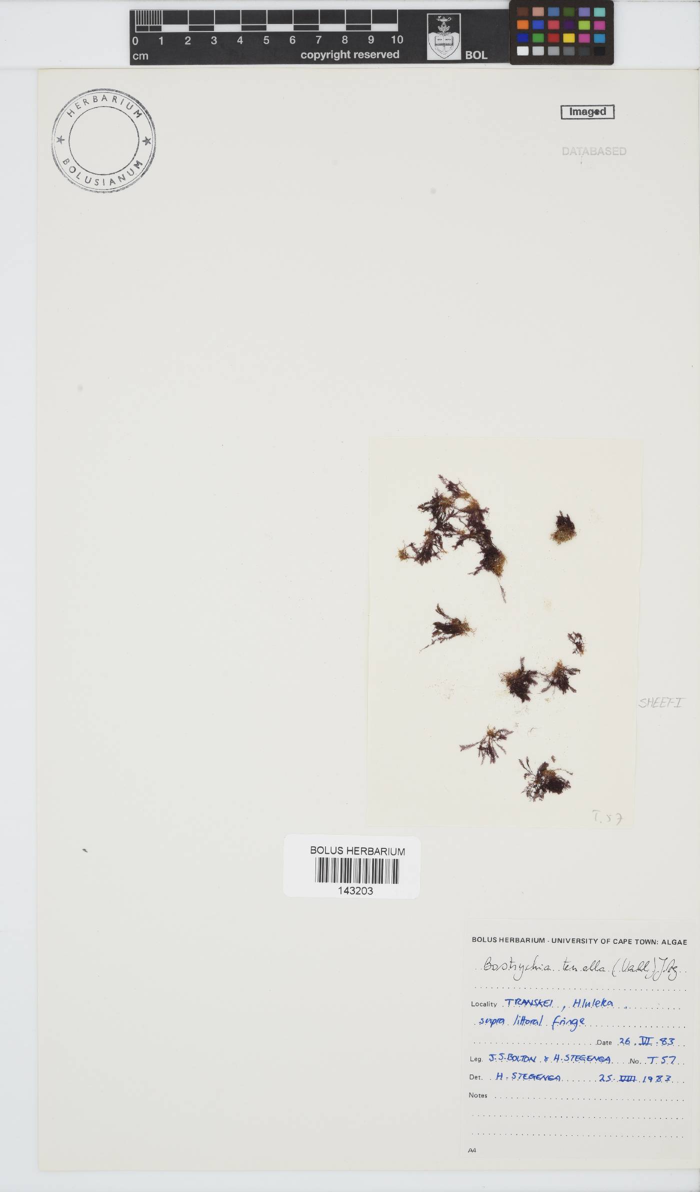 Bostrychia tenella image