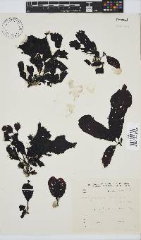 Botryocarpa prolifera image
