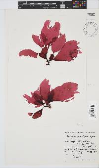 Botryocarpa prolifera image