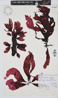 Botryocarpa prolifera image