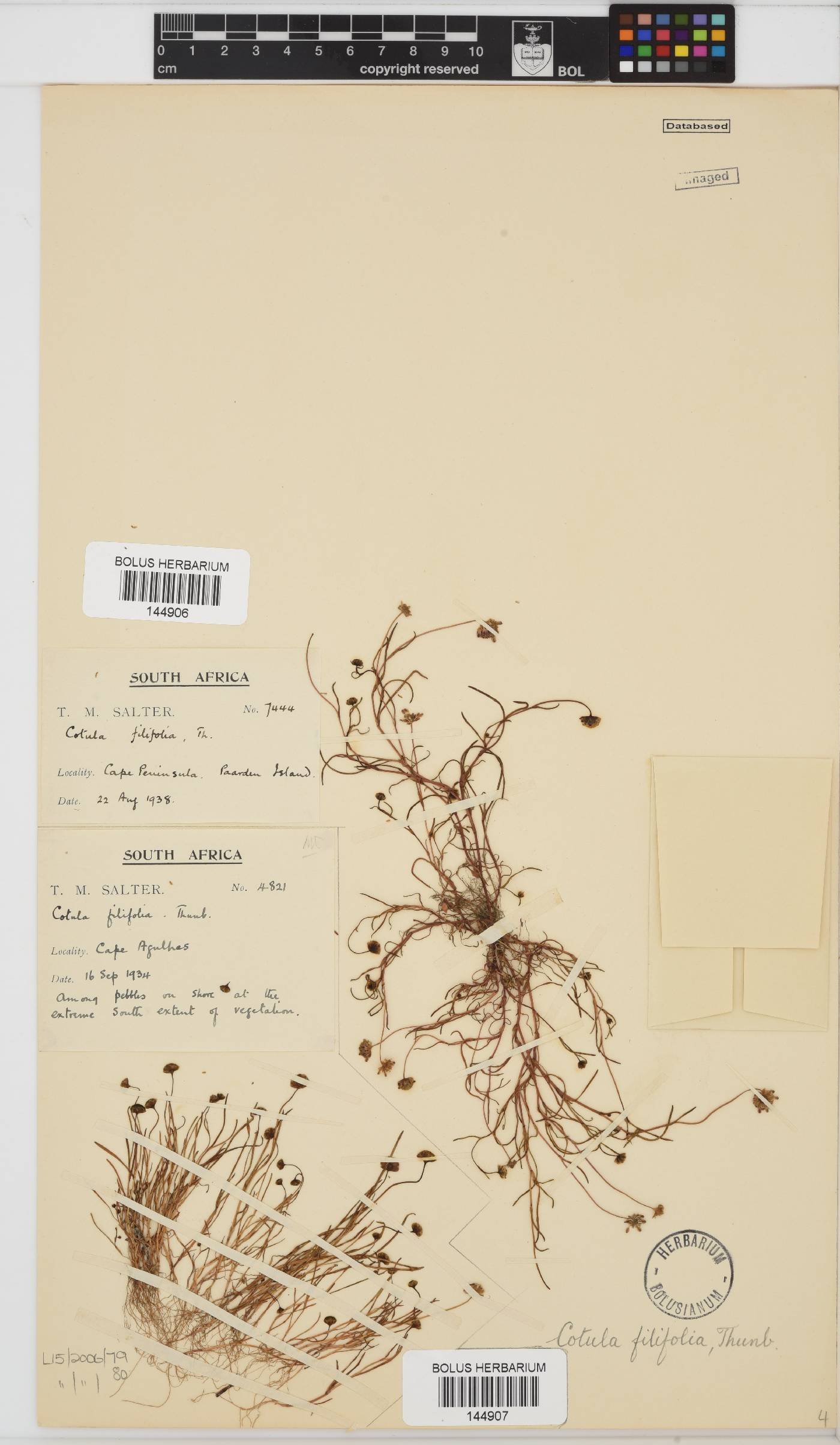 Cotula filifolia image