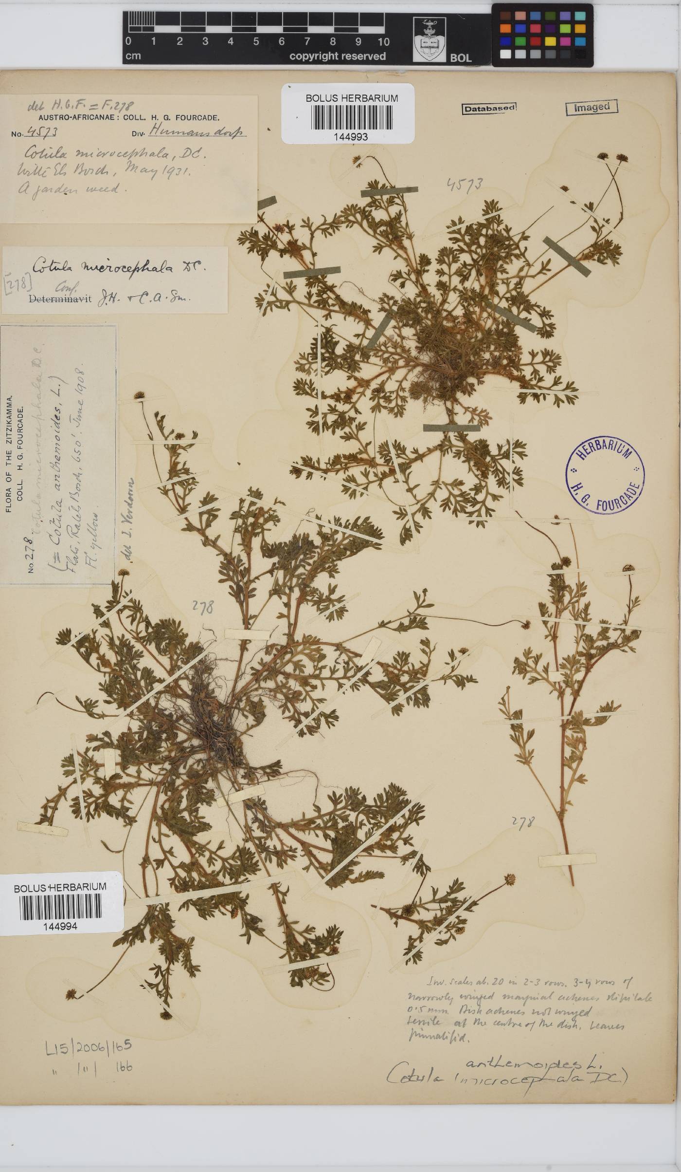 Cotula anthemoides image