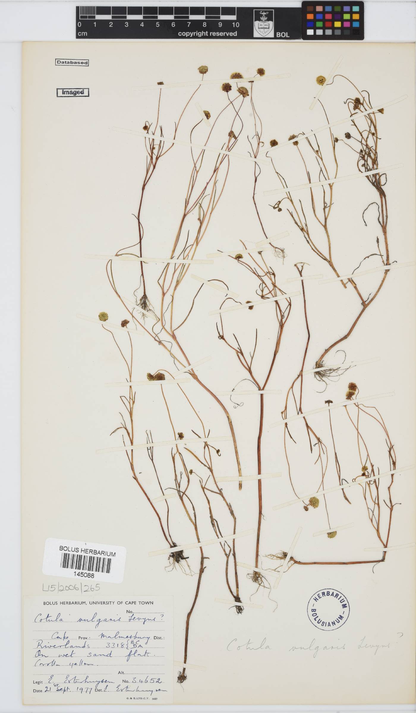 Cotula vulgaris image