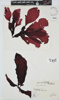 Botryocarpa prolifera image