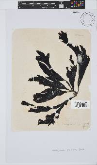 Botryocarpa prolifera image