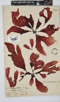 Botryocarpa prolifera image