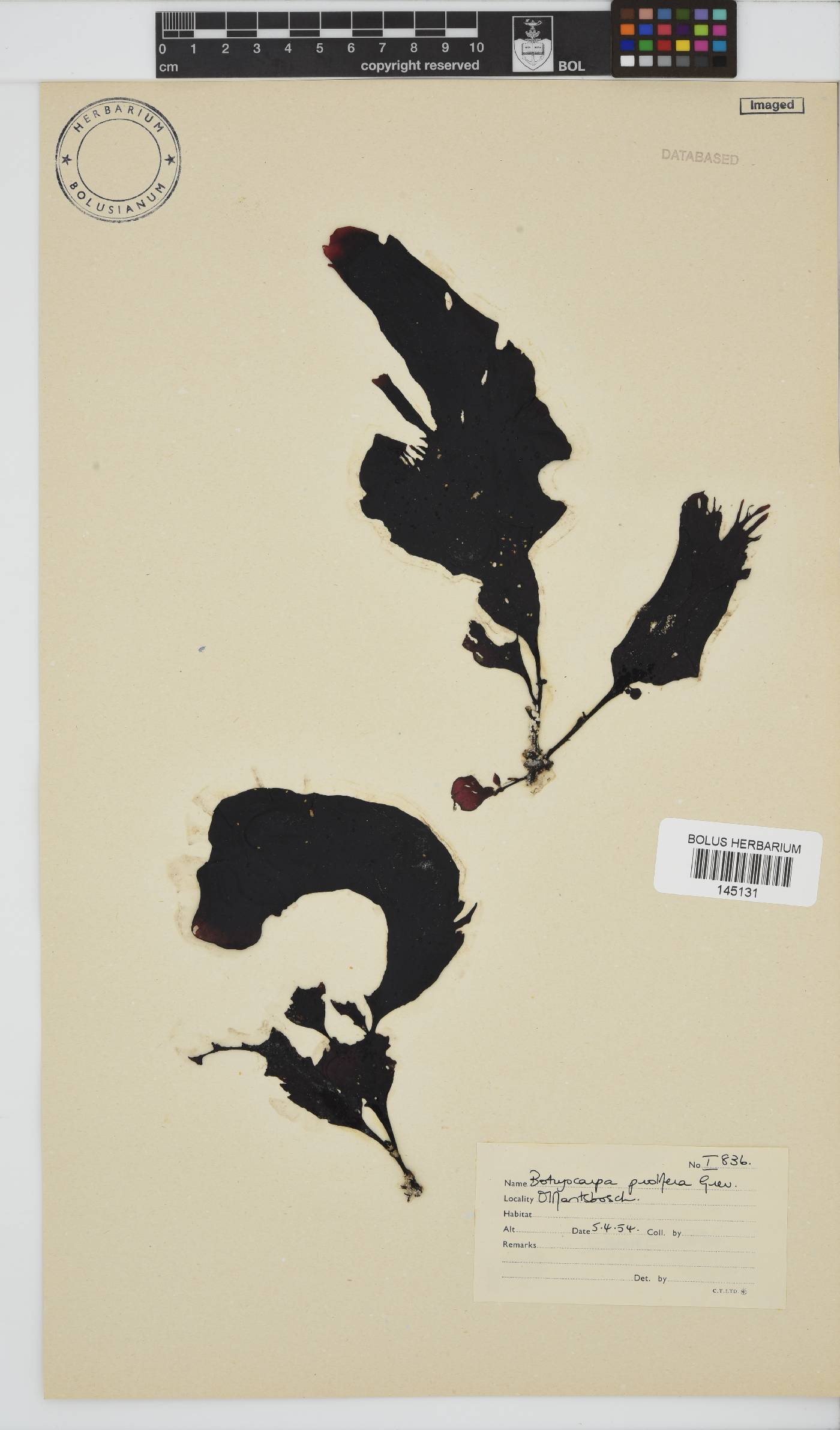 Botryocarpa image