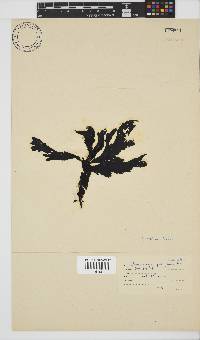 Botryocarpa prolifera image