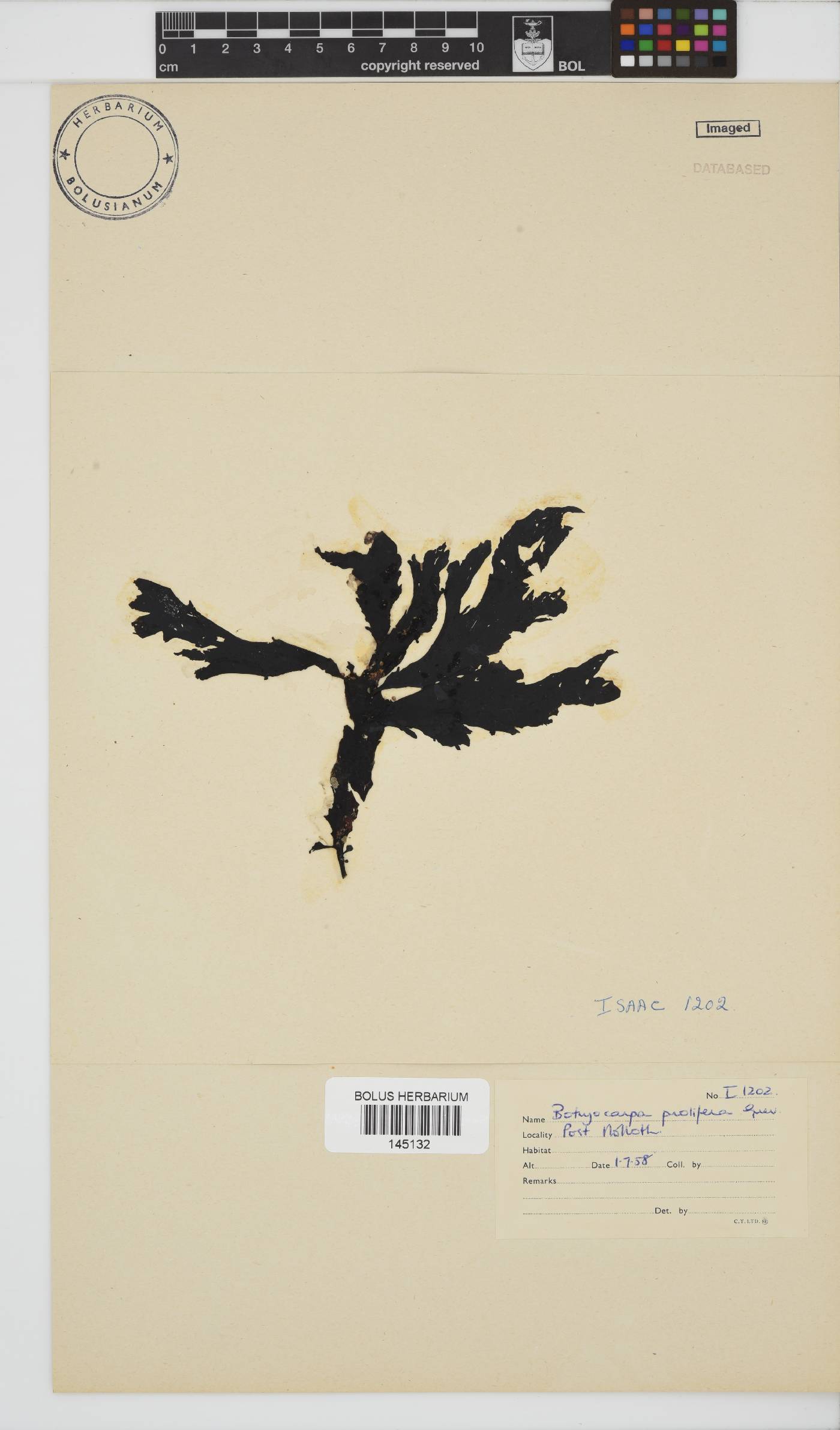 Botryocarpa prolifera image
