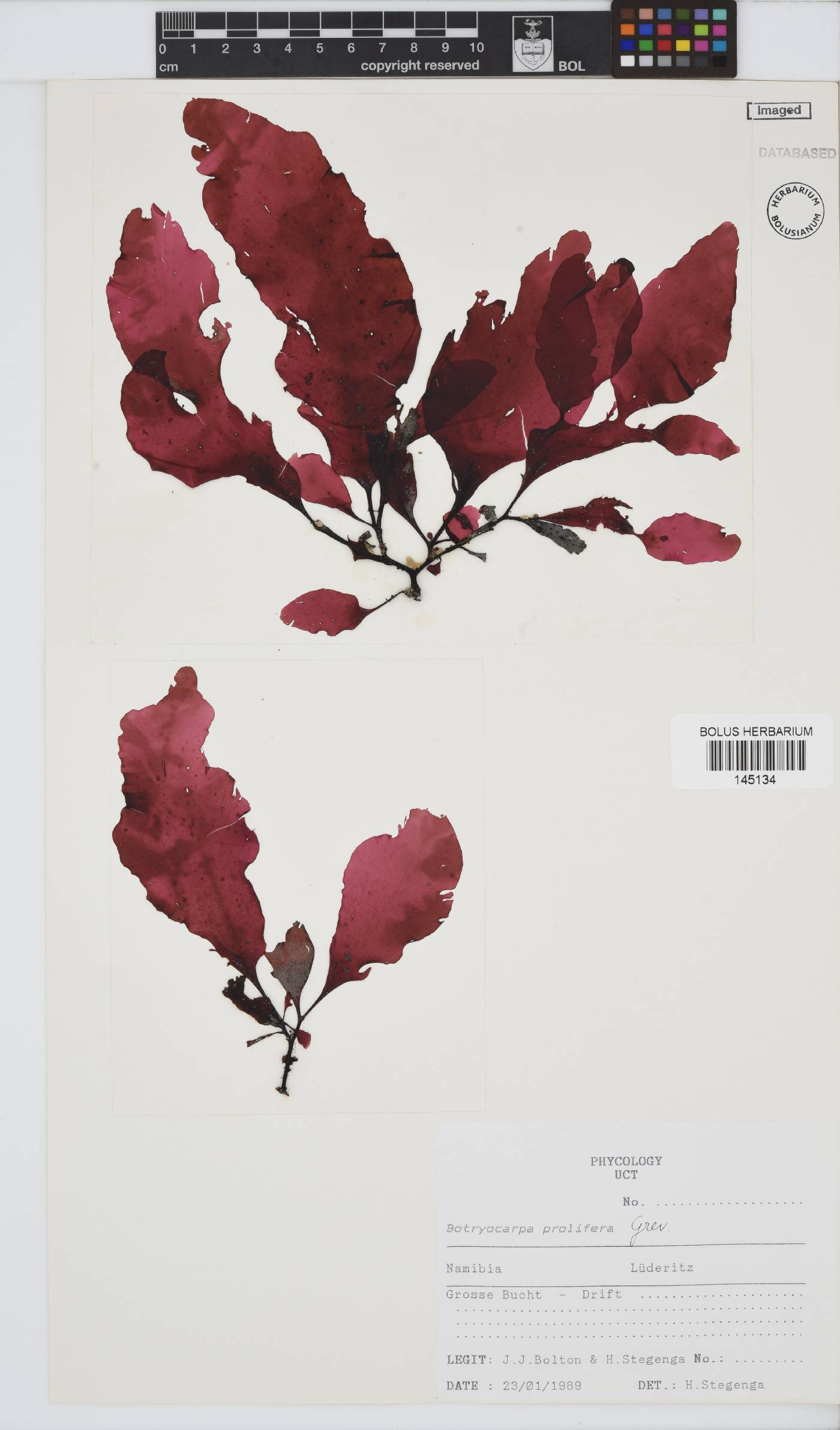 Botryocarpa prolifera image