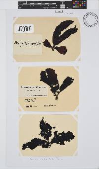 Botryocarpa prolifera image
