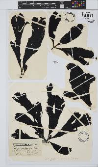 Botryocarpa prolifera image