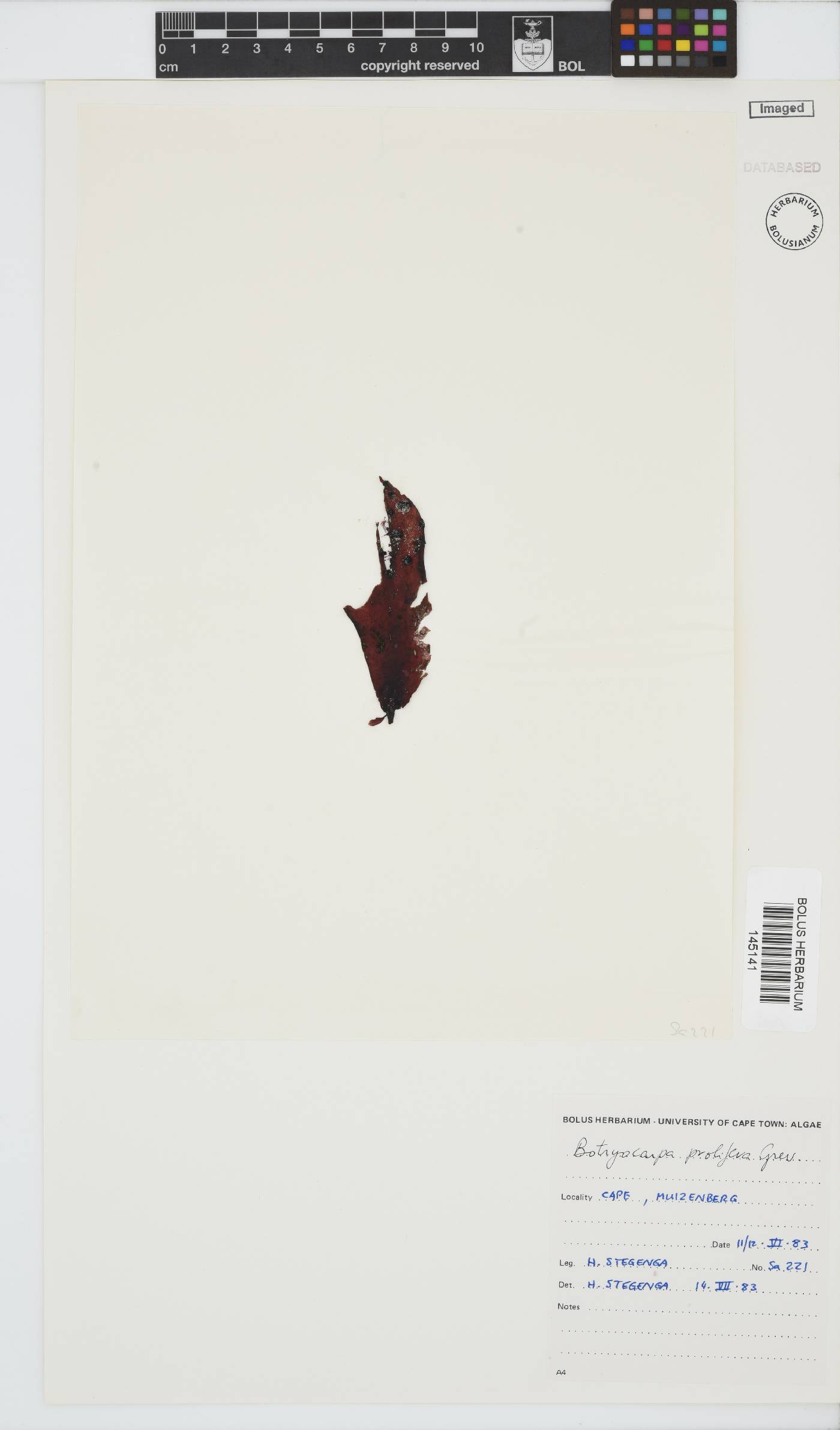 Botryocarpa prolifera image