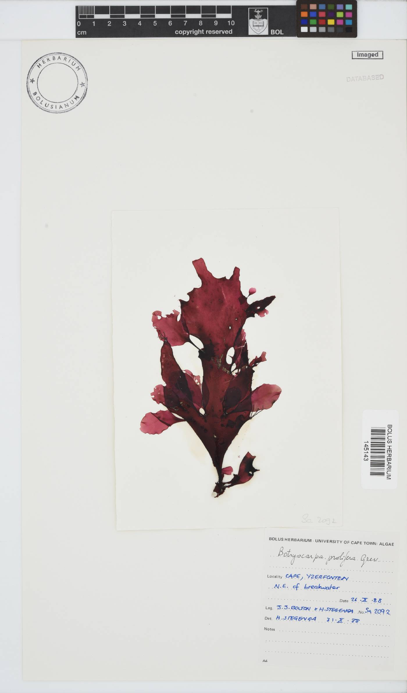 Botryocarpa prolifera image