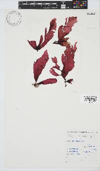 Botryocarpa prolifera image