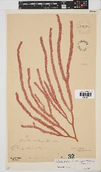 Image of Botryocladia beckeriana
