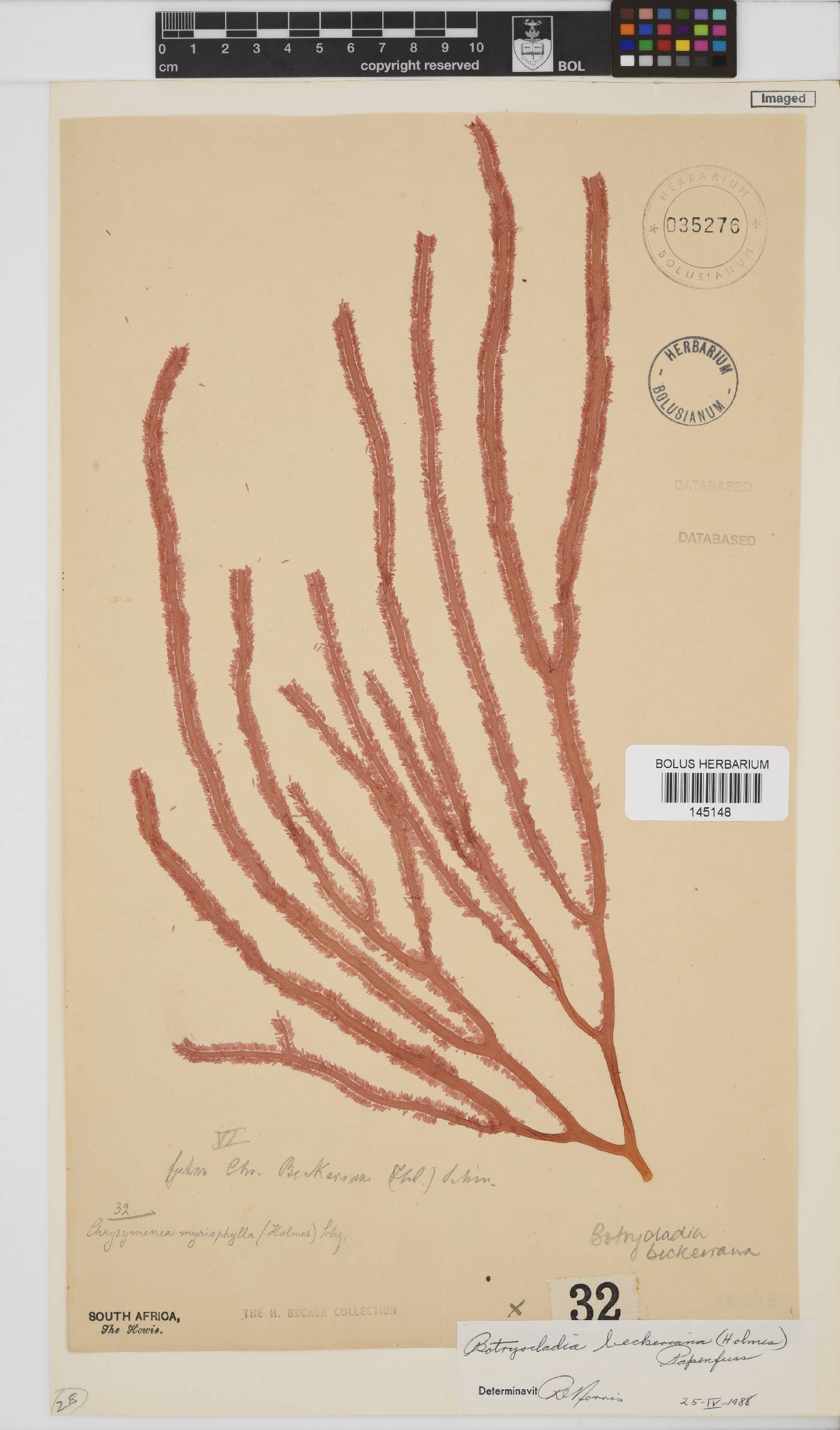 Botryocladia beckeriana image