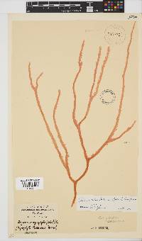 Botryocladia beckeriana image