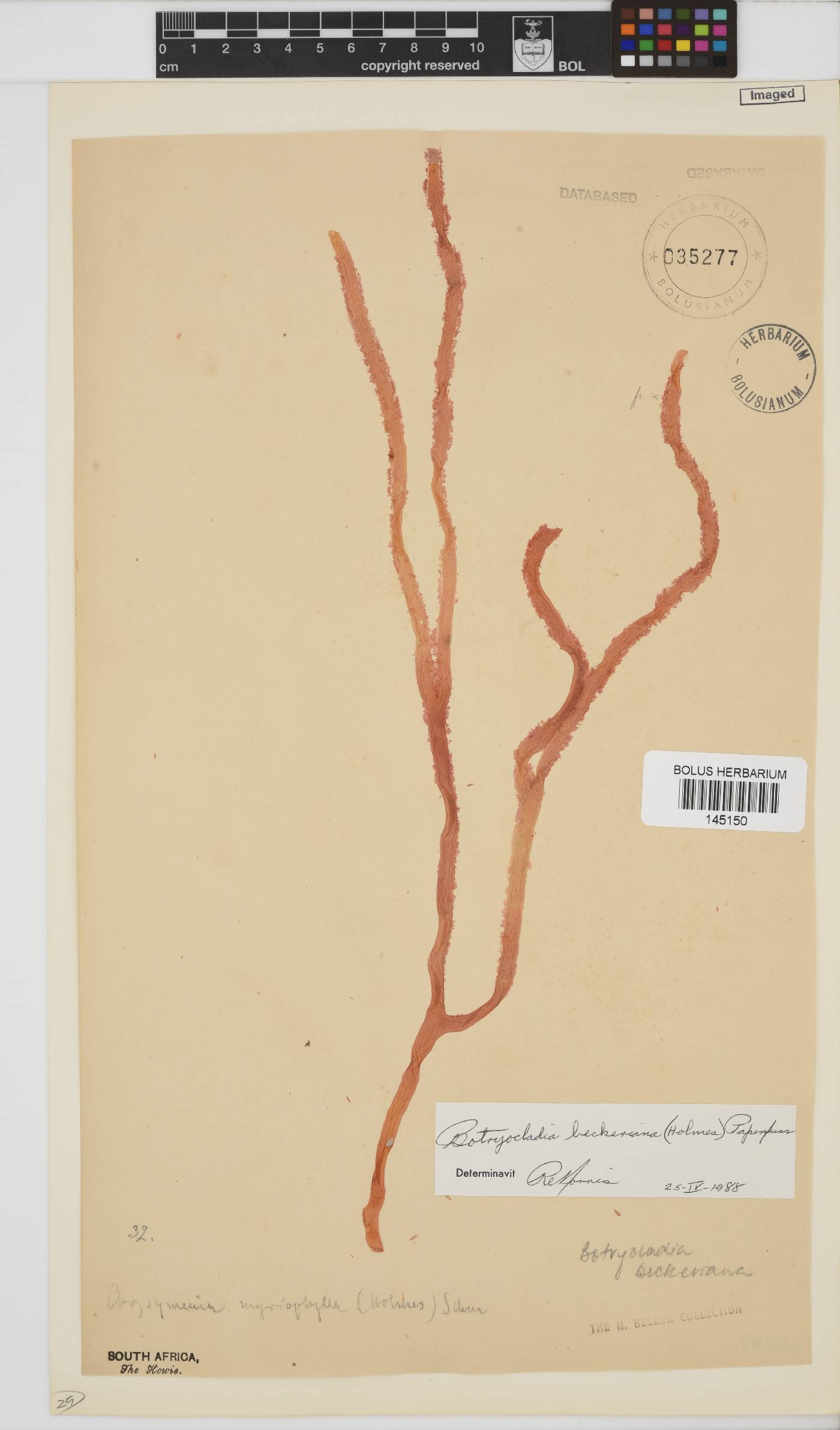 Botryocladia beckeriana image