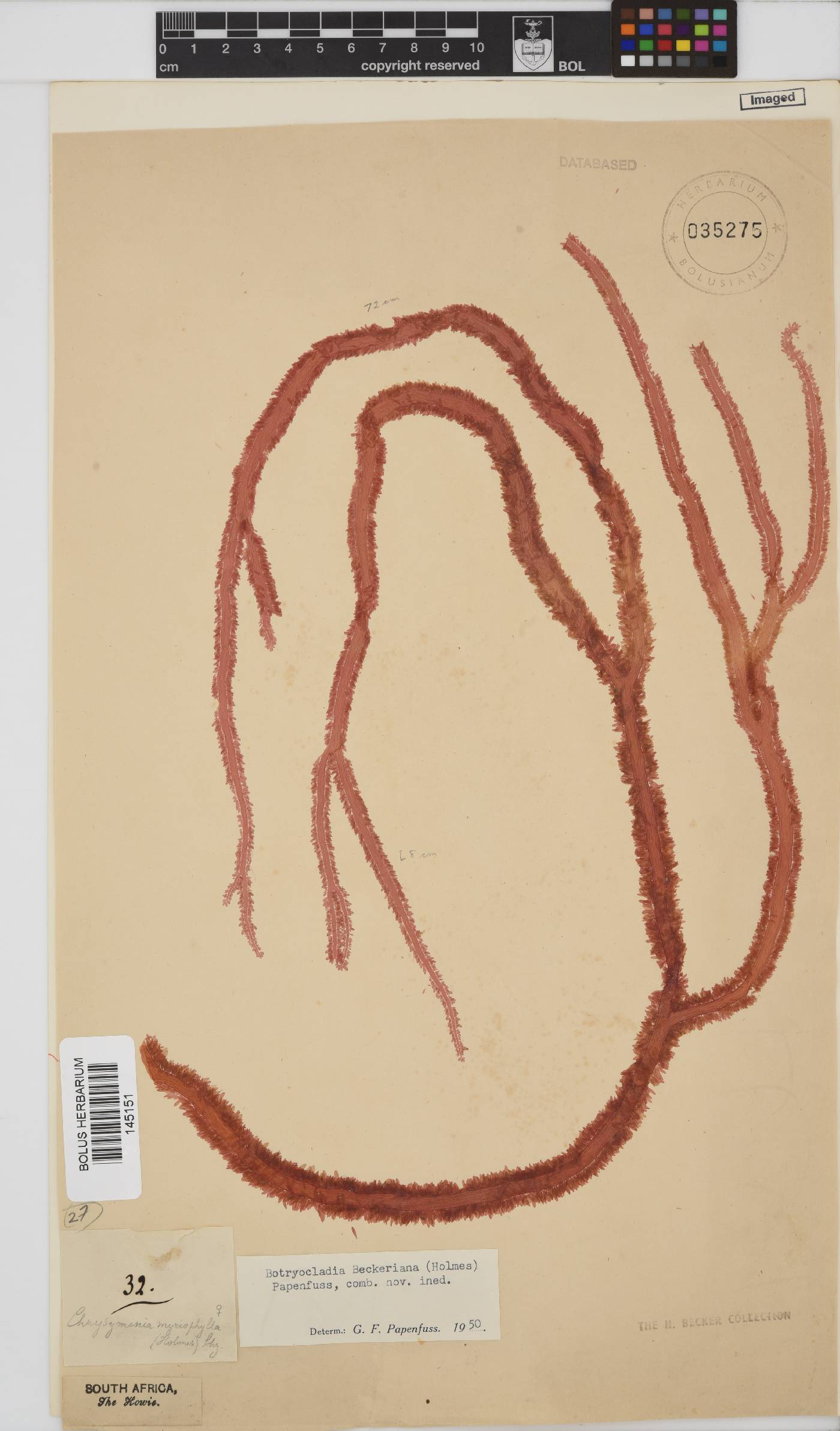 Botryocladia beckeriana image