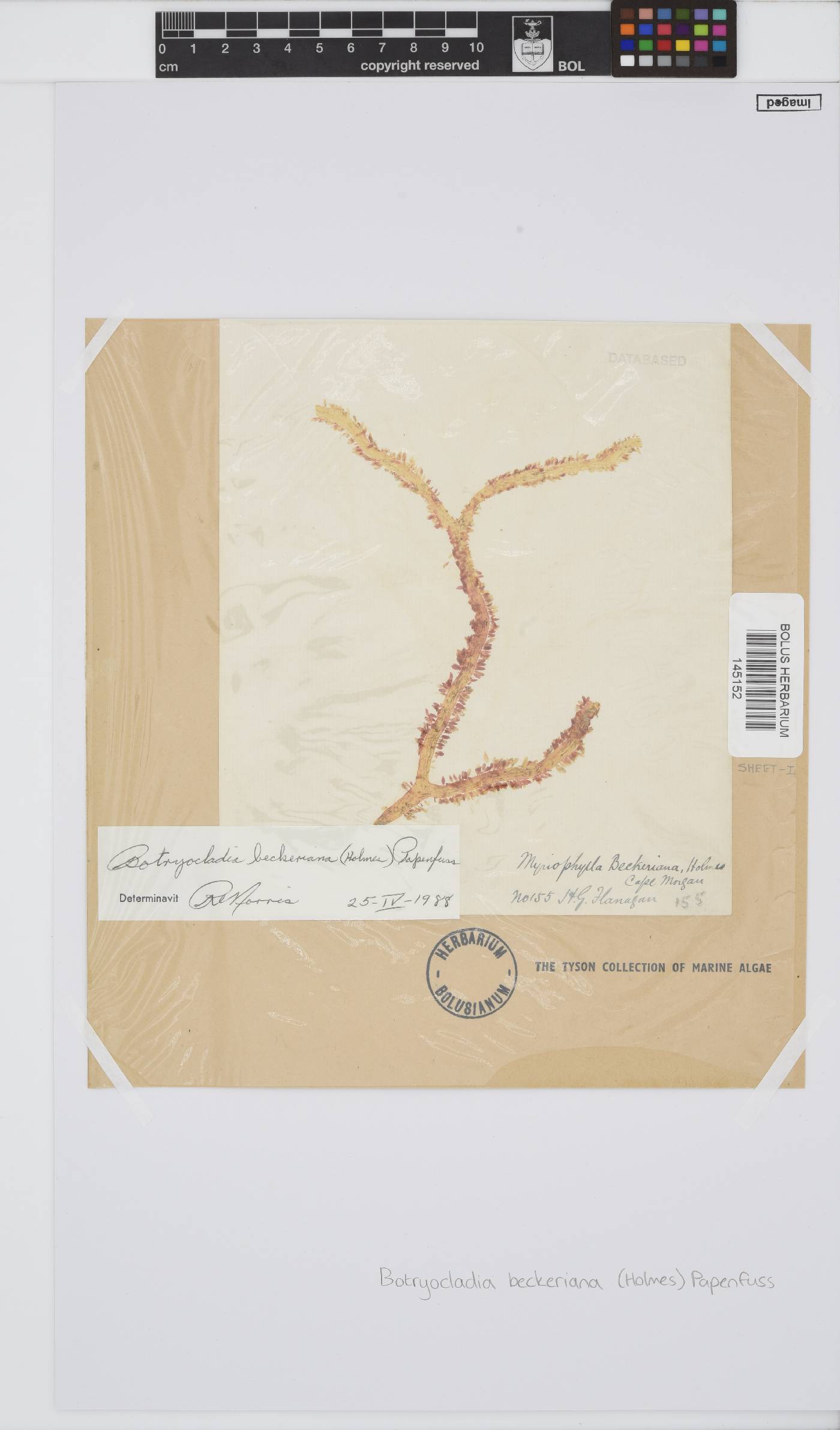 Botryocladia beckeriana image