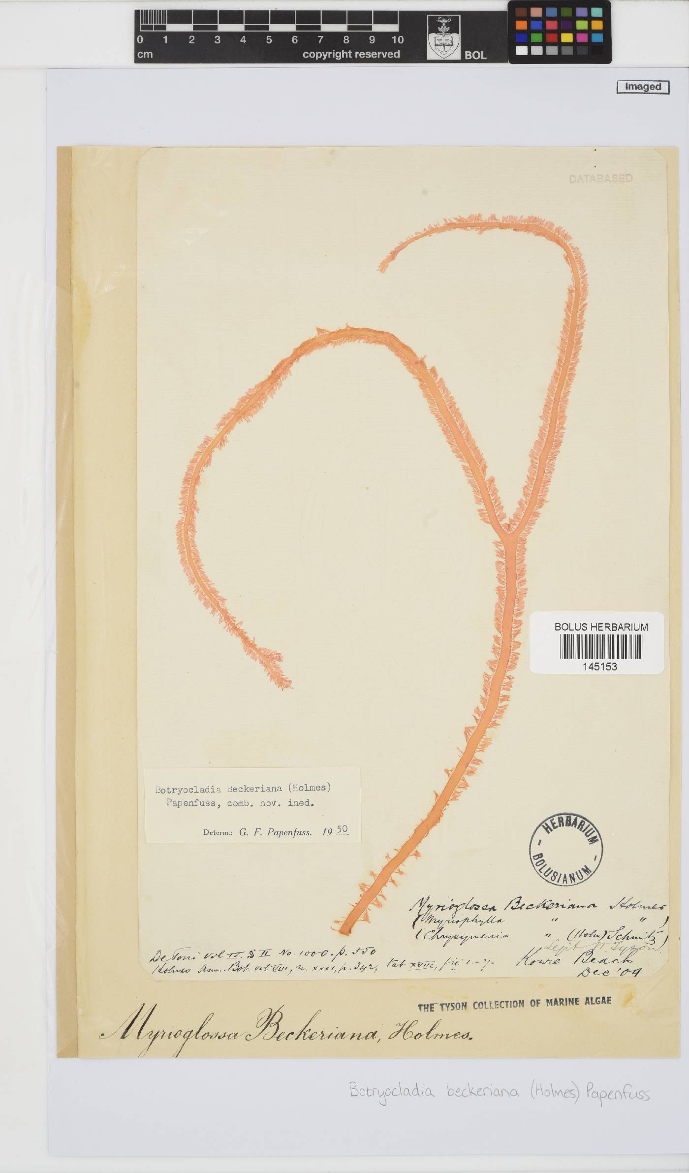 Botryocladia beckeriana image
