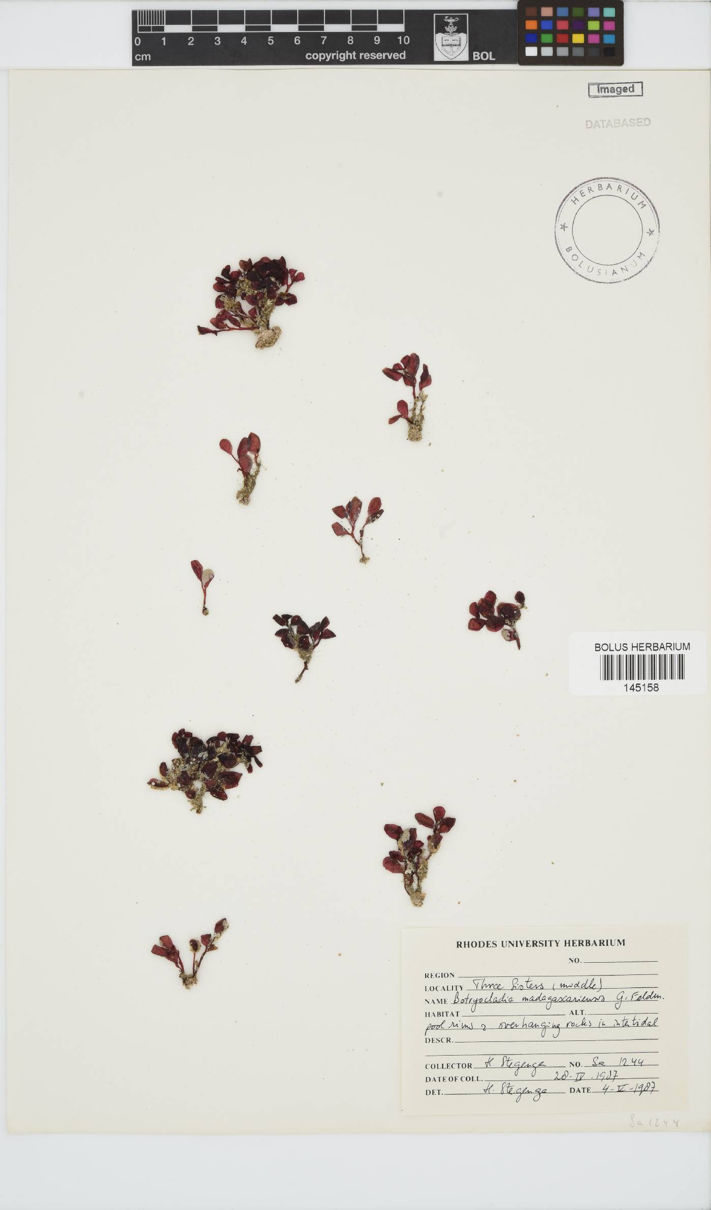 Botryocladia madagascariensis image