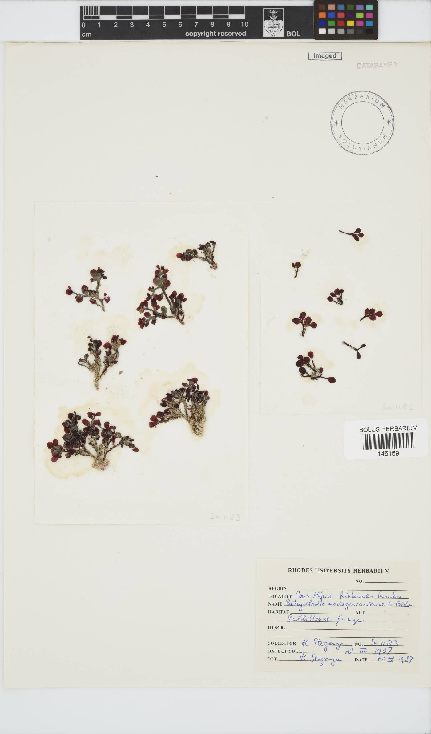 Botryocladia image