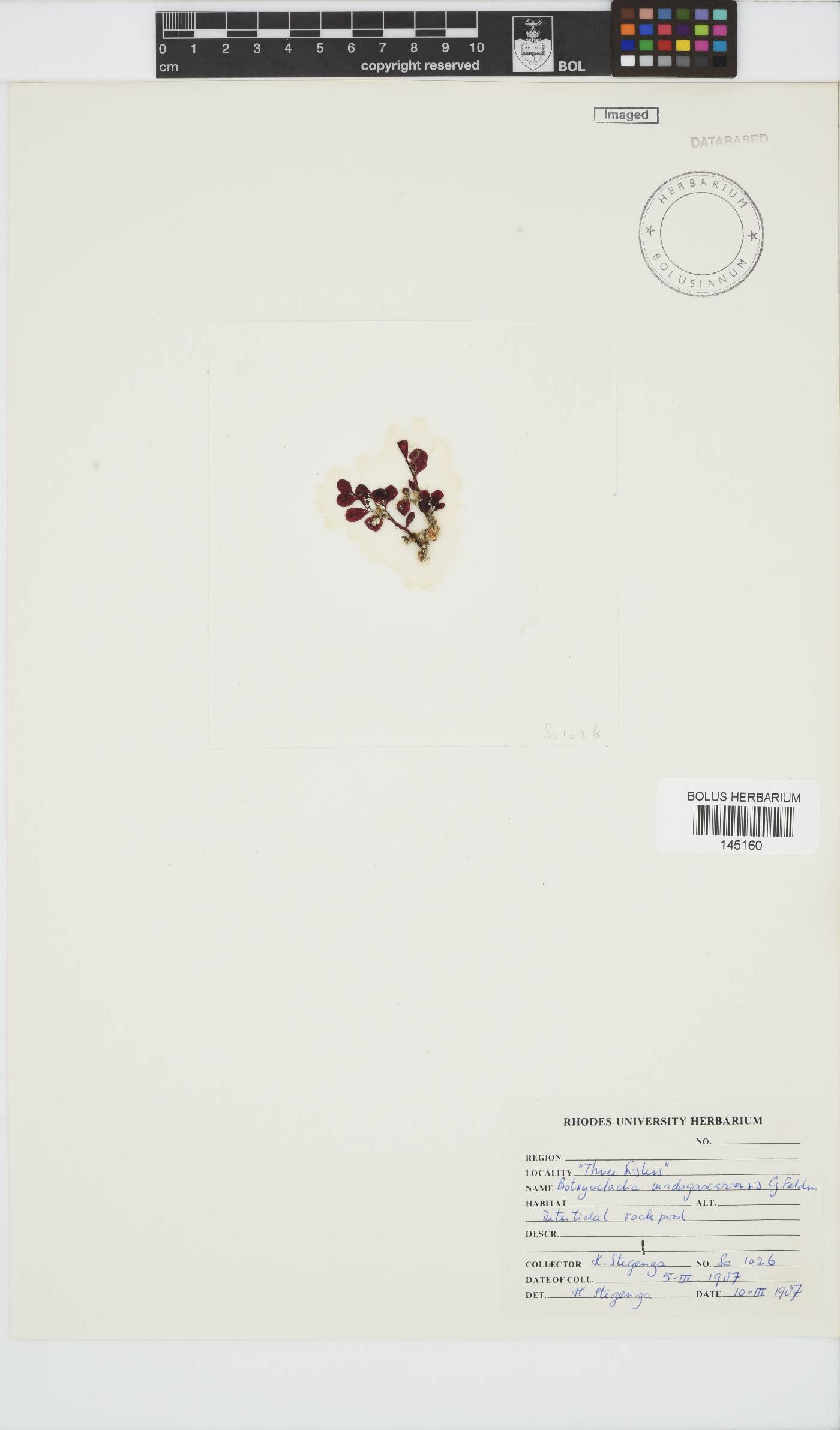 Botryocladia madagascariensis image
