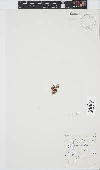 Botryocladia madagascariensis image