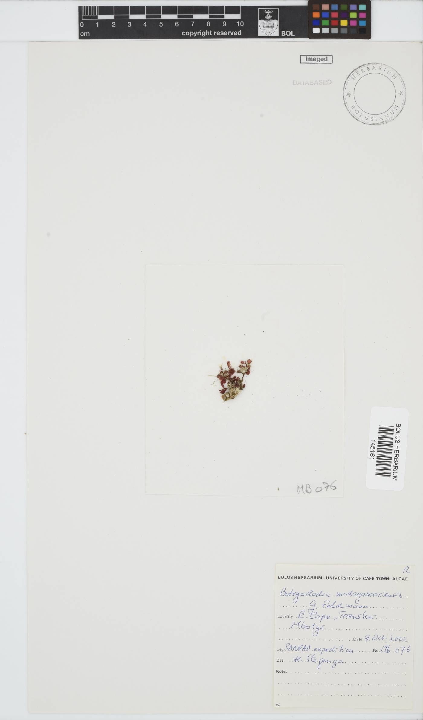 Botryocladia madagascariensis image