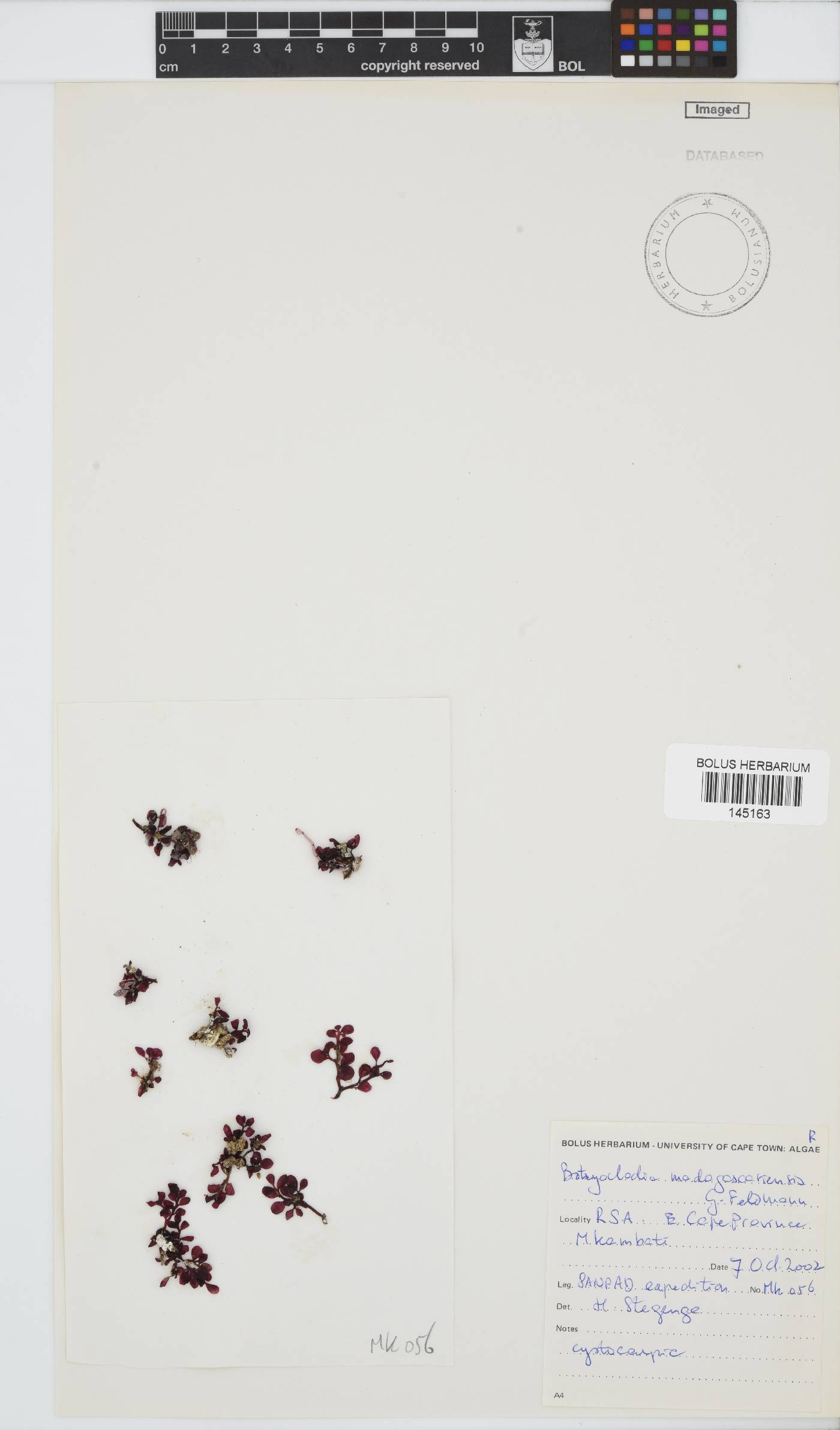 Botryocladia madagascariensis image